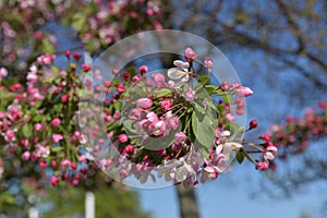 Beautiful Crabapple in Spring