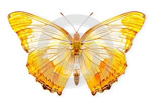 Beautiful Cramer Eighty-eight (Diaethria clymena) butterfly isolated on a white background with clipping path photo