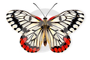 Beautiful Cramer Eighty-eight (Diaethria clymena) butterfly isolated on a white background with clipping path