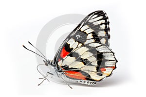 Beautiful Cramer Eighty-eight (Diaethria clymena) butterfly isolated on a white background. Side view