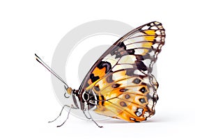Beautiful Cramer Eighty-eight (Diaethria clymena) butterfly isolated on a white background. Side view