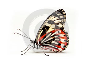 Beautiful Cramer Eighty-eight (Diaethria clymena) butterfly isolated on a white background. Side view photo