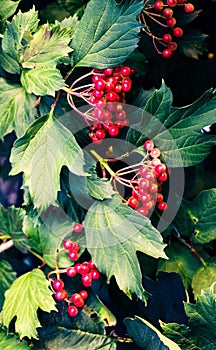 Beautiful crampbark with red berries. Natural medicine.