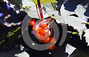 Beautiful crampbark with red berries. Natural medicine.