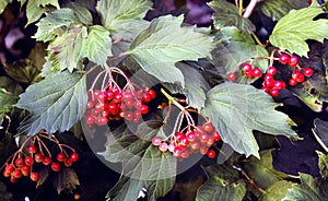 Beautiful crampbark with red berries. Natural medicine.