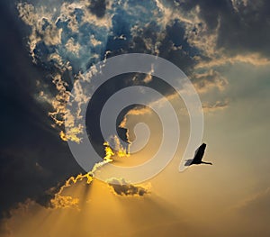 A beautiful crane bird is flying in a dramatic sky in sunset