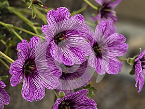 Beautiful cranesbill geranium flowers, variety Laurence flatman