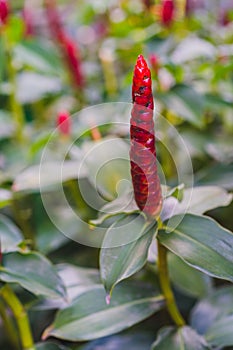 Beautiful Crape ginger red flower Costus speciosus Smith in garden