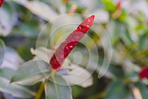 Beautiful Crape ginger red flower Costus speciosus Smith in garden