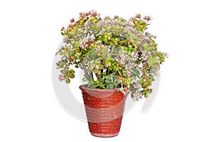 Beautiful Crassula Ovata flowering plant on white background with copy space