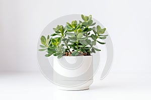 Beautiful Crassula ovata, Jade Plant,Money Plant, succulent plant in a modern flower pot on a white table on a light background AI