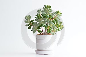 Beautiful Crassula ovata, Jade Plant,Money Plant, succulent plant in a modern flower pot on a white table on a light background AI