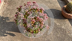 Beautiful crassula ovata plant with thick branches full of flowers.