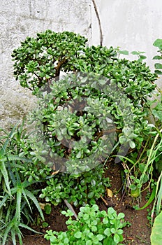 A Crassula ovata tree growing in the backyard photo