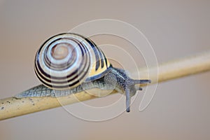 Beautiful crawling snail