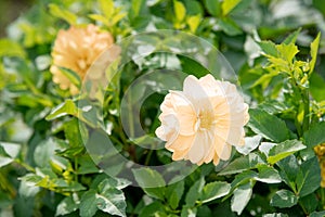 Beautiful cream-colored dahlia on the background of green leaves in the garden on a sunny summer day