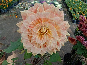 Beautiful cream colour Dahlia flower