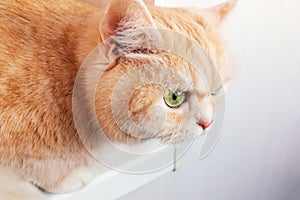 Beautiful cream tabby cat with green eyes closeup