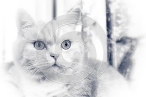 Beautiful cream tabby cat with green eyes closeup, BW