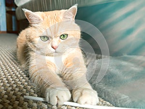 Beautiful cream tabby cat with green eyes sitting on the carpet resting from the games