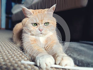 Beautiful cream tabby cat with green eyes sitting on the carpet resting from the games