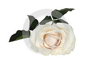 Beautiful creamy white rose