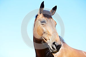 Beautiful creature posing in summer lights. Horse in natural light. Animal portrait