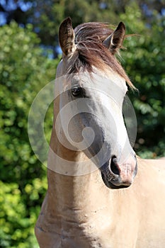 Beautiful creature posing in summer lights. Horse in natural light. Animal portrait