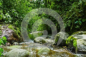 Beautiful creek flowing inside of a green forest with stones in river at Mindo