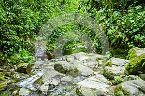 Beautiful creek flowing inside of a green forest with stones in river at Mindo photo