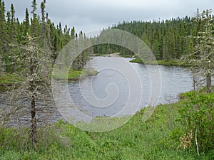 Beautiful creek and forest on a summer evening near Wawa Ontario Canada