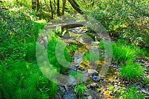 Beautiful Creek at the top of Mt Tamalpais in the hiking trail to the Cataract Waterfalls