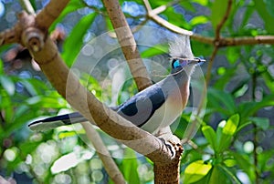 Beautiful Crested Coua, Coua cristata