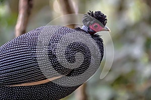 The beautiful crested guineafowl bird with its white and black spotted feathers that you find in South Africa.