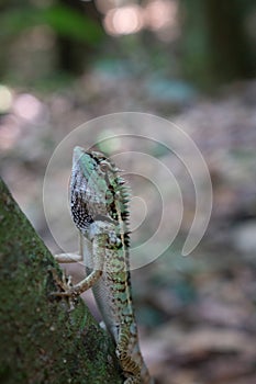 Beautiful crested lizard on the tree branch
