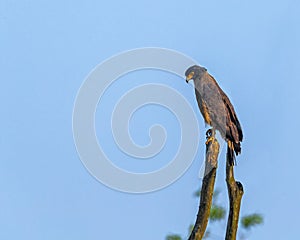 Beautiful crested serpent eagle perched on a branch