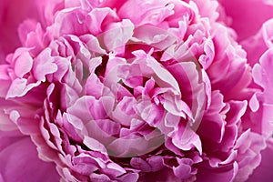 Beautiful crimson peony flower, pink background or texture