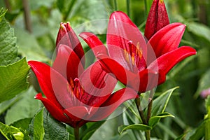 Beautiful crimson red lily flowers in summer garden