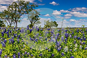 A Beautiful Crisp View of a Field Blanketed with the Famous Texas Bluebonnet (Lupinus texensis) Wildflowers. photo