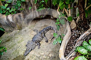 Beautiful crocodile resting surrounded by greenery, a predator