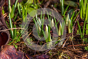 Beautiful crocus buds with water droplets in early spring. Primroses in the garden