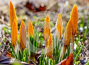 Beautiful crocus buds with water droplets in early spring. Yellow primroses in the garden