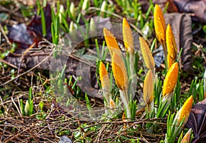 Beautiful crocus buds with water droplets in early spring. Yellow primroses in the garden