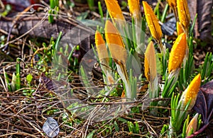 Beautiful crocus buds with water droplets in early spring. Yellow primroses in the garden