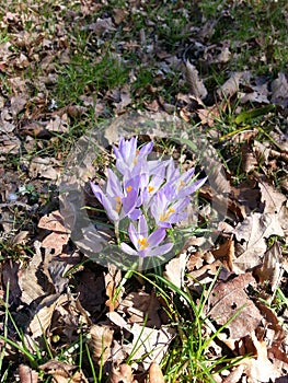 Spring comes after winter - nature birth