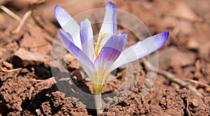 Beautiful Crocus Flower