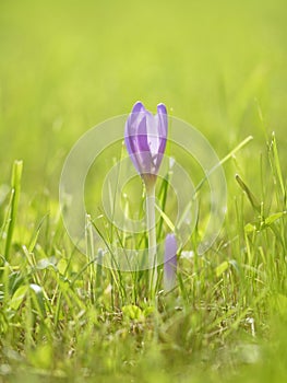 Beautiful crocus flower