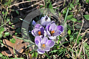 Beautiful crocus flowers on the crocus meadow. photo