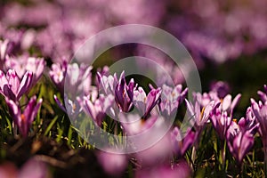 Beautiful crocus lines