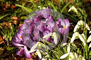 beautiful crocus and snowdrop flowers in spring